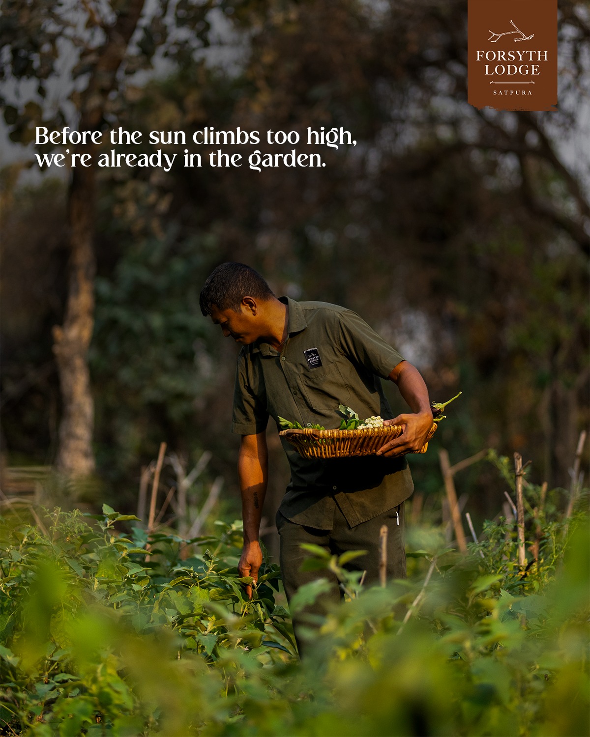 It’s not just about what we serve. It’s about how it begins. 🌱🍴
Every meal at Forsyth starts with a walk through the garden. What’s picked is guided by season, not schedule. This is food grown close, chosen with care, and served without shortcuts.
Slow down, eat well, and stay grounded. Book your stay at Forsyth Lodge. 🌿
#forsythlodge #satpura #freshfood #farmtotable #farmgrown
