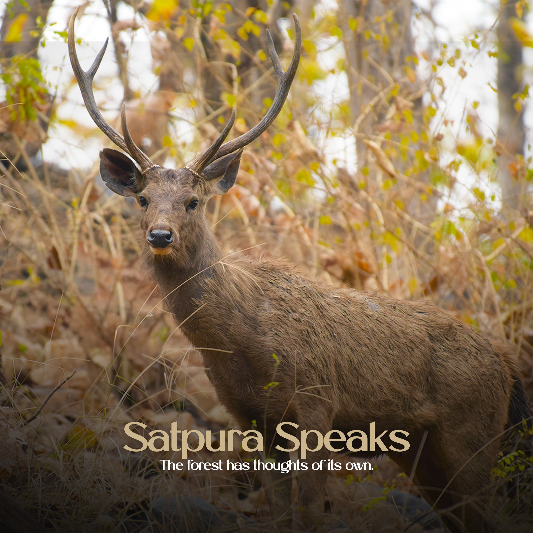 Satpura Speaks.
In the heart of Satpura, every creature has a story to share.
At Forsyth Lodge, we listen closely to these stories- from the majestic tiger to the elusive sloth bear.
Their presence teaches us more than just the beauty of the wild.
It reminds us that conservation is about listening, understanding, and coexisting with the wild.
Swipe through, let their wisdom guide our actions and awareness.
#satpuraspeaks #satpuranationalpark #wildlifeconservation #naturelessons #forsythlodge