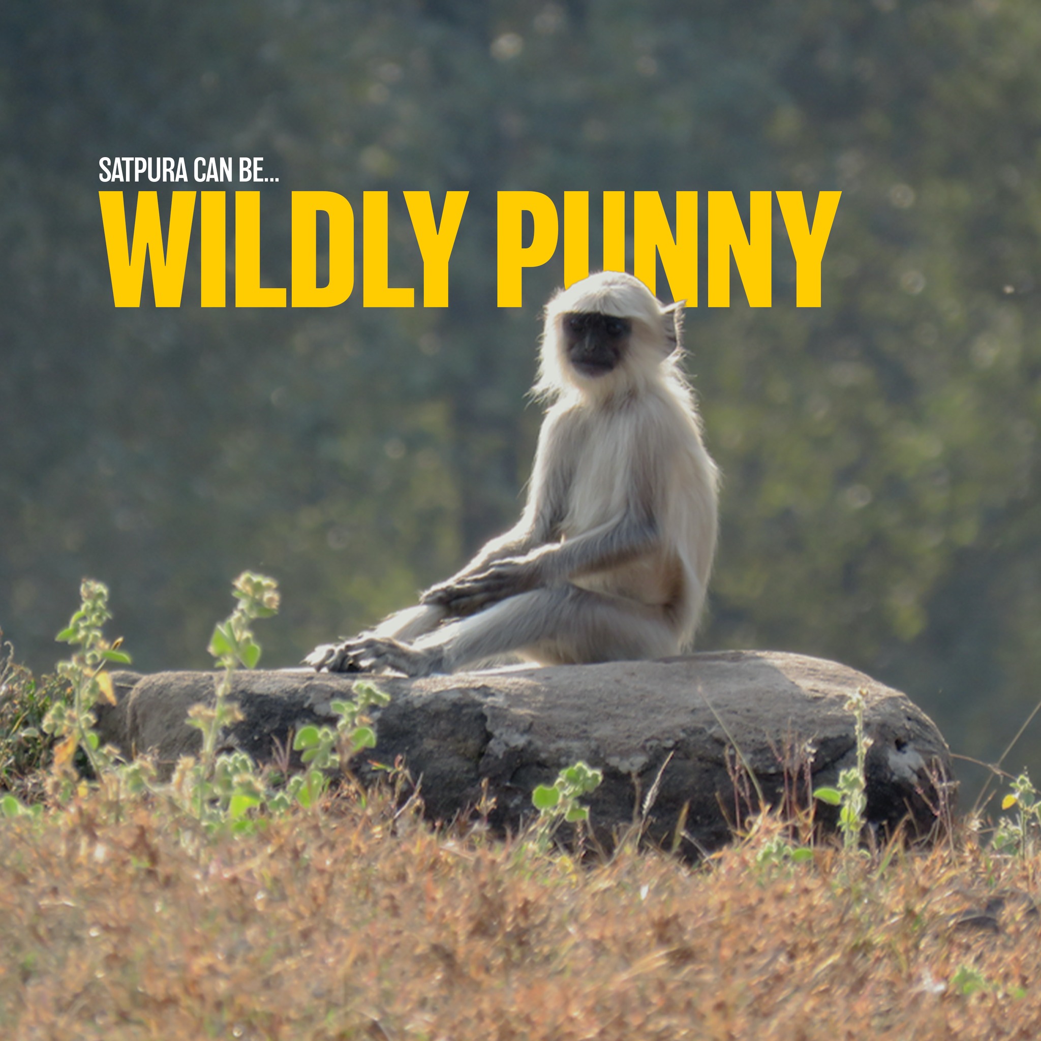 It's getting wildly punny here🐾
➡️ Swipe through the jungle’s most entertaining residents.
Want to see them off-screen? Forsyth Lodge is where the fun begins 🌳✨
#wildlifeindia #satpura #madhyapradesh #tiger #leopard #satpuranationalpark #wildlife #jungle #forsythlodge