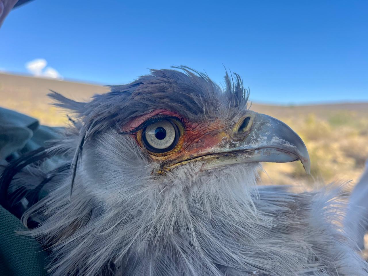 Rehabilitation and Release of a Secretarybird: Full Circle mission
In November 2025, The Bateleurs supported the relocation of a rehabilitated sub-adult Secretarybird (an Endangered raptor species) from Gauteng to Calvinia in the Northern Cape, to give it the best possible chance of successful rewilding. This was a “full circle” mission: in April 2025, our Bats pilot Allan Thomson flew the same bird from its rescue site to the rehabilitation clinic in Mpumalanga, and now assisted in returning it to a suitable release area.
Calvinia was selected as a relatively safe release site, with HawkWatch International actively researching Secretarybirds in the area. GPS tracking will support post-release monitoring and enable a rapid response if any issues arise. Air transport was essential, as the 15+ hour road journey would have placed unnecessary stress on a recently rehabilitated bird and reduced its likelihood of surviving the transition back to the wild.
Read pilot and conservationists report here: https://bit.ly/4pJ8YkL
#TheBateleurs #GiftCard