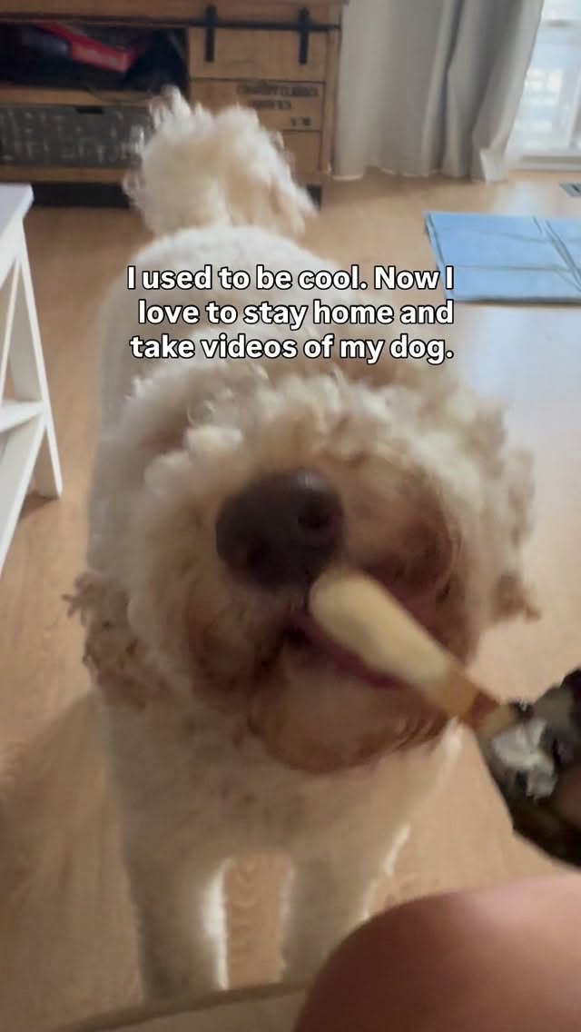 What’s changing for you in 2026?
@miss_nola_groodle
#groodle #goldendoodle #magnium #home #2026 #mindset