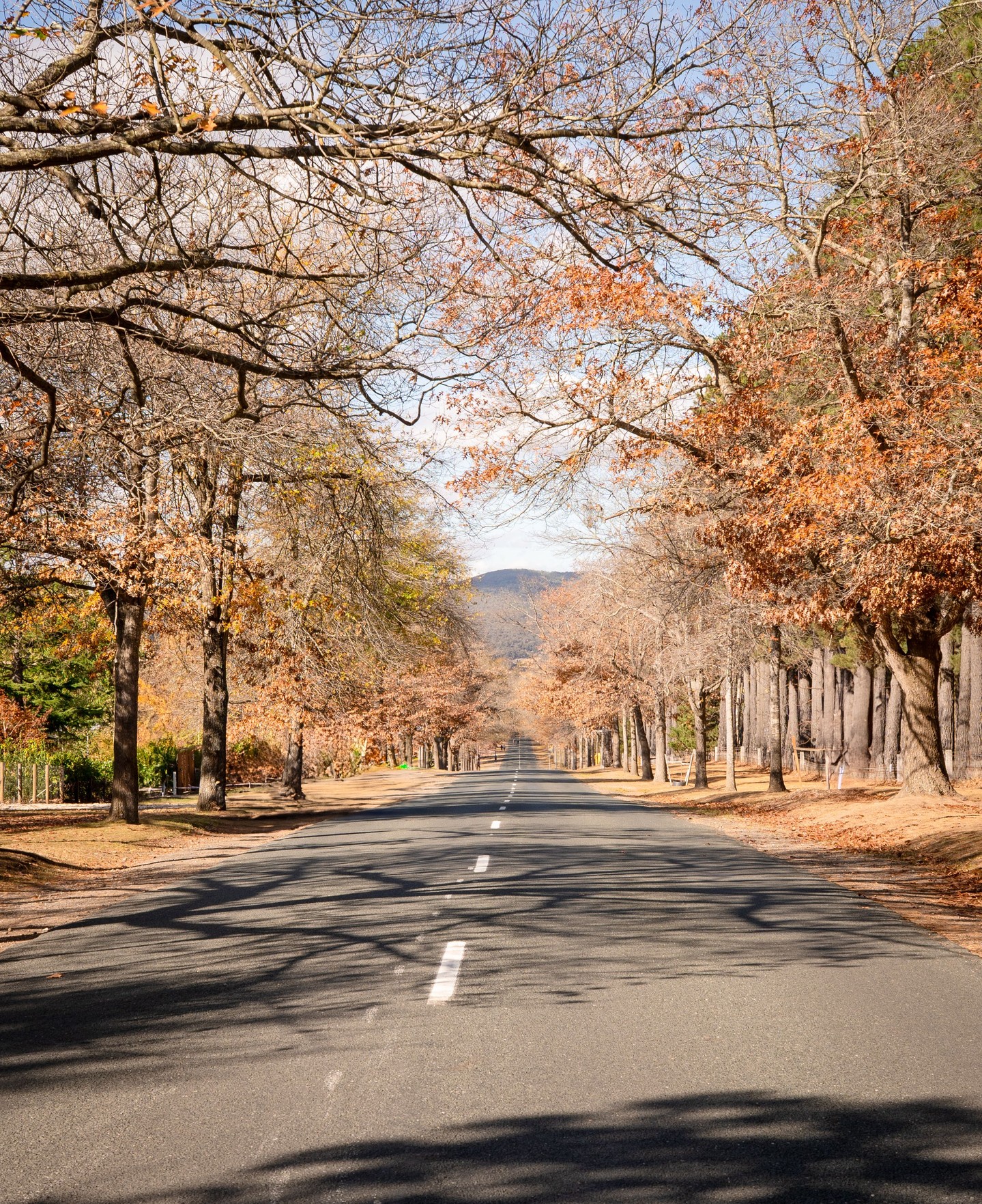 Of course we welcome visitors from far and wide — but once the leaves have dropped and the peak has passed, there’s something peaceful about a clear run down the avenue again.
.
.
.
.
.
#mountmacedontradingpost #mmtp #mtmacedontradingpost #auspost #mtmacedon #mountmacedon #macedon #woodend #macedonranges #macedonrangeswine #macedonrangesfoodie #macedonrangesnaturallycool #daylesfordmacedonranges #visitvictoria #onehourout #onehouroutofmelbourne #smallbusinessvictoria