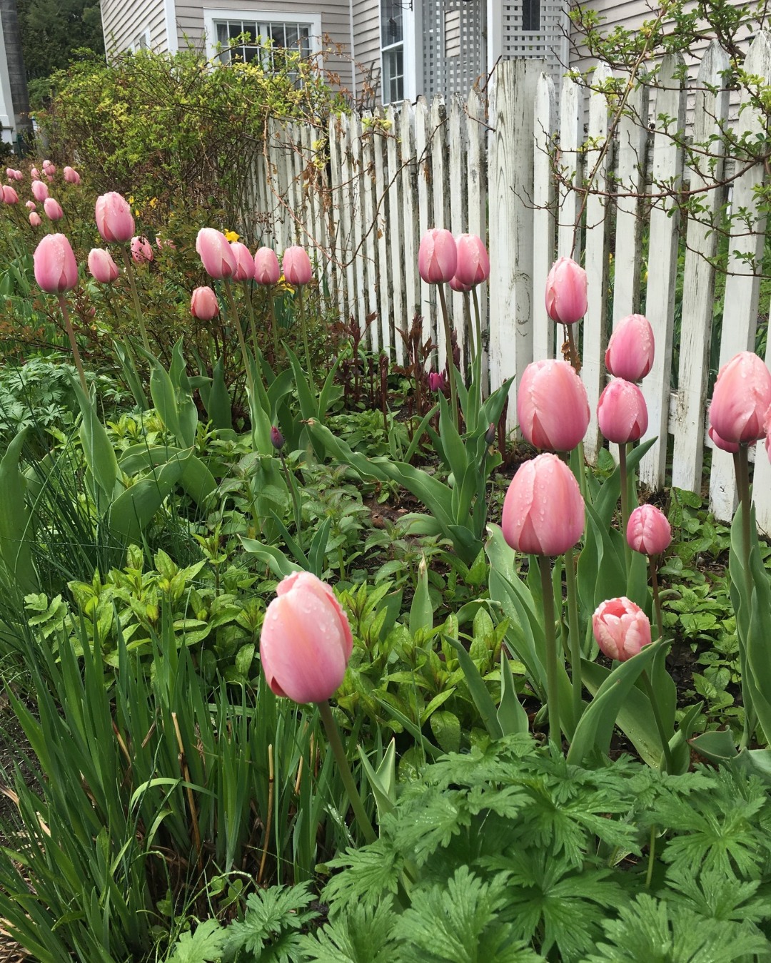 Blooms that have caught our eye as of late 🌷🌸 This may be one of the best parts about spring in Upstate NY. ☀️