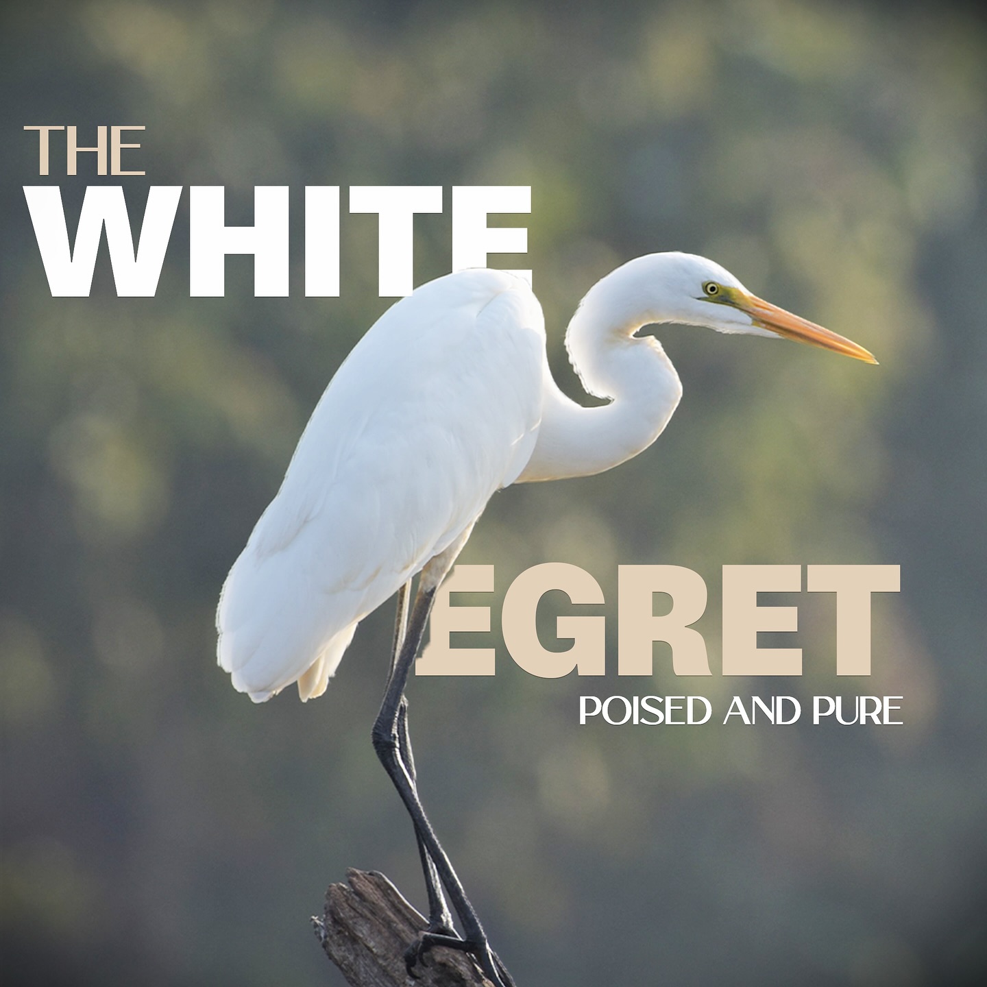 The White Egret’s serene movements through Satpura’s waters embody the elegance of the wild.
Its patience and precision remind us that the wild speaks in quiet moments, waiting for those who know how to listen.
Discover the beauty of Satpura’s wildlife at Forsyth Lodge.
#forsythlodge #satpura #wildlifeindia #whiteegret #naturelovers #satpurawildlife
