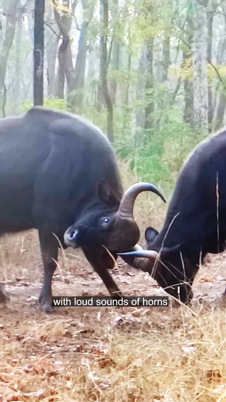 Massive. Mindful. In charge.
The Indian Bison, or Gaur, doesn’t need to roar to rule.
It moves like the forest- quiet, aware, and always watching.
At Forsyth, it’s not about the sightings alone.
It’s about learning how the wild holds itself with muscle, memory, and meaning!
#indianbison #gaur #wildencounters #junglelore #safaristories #natureknows #satpura #forsythlodge