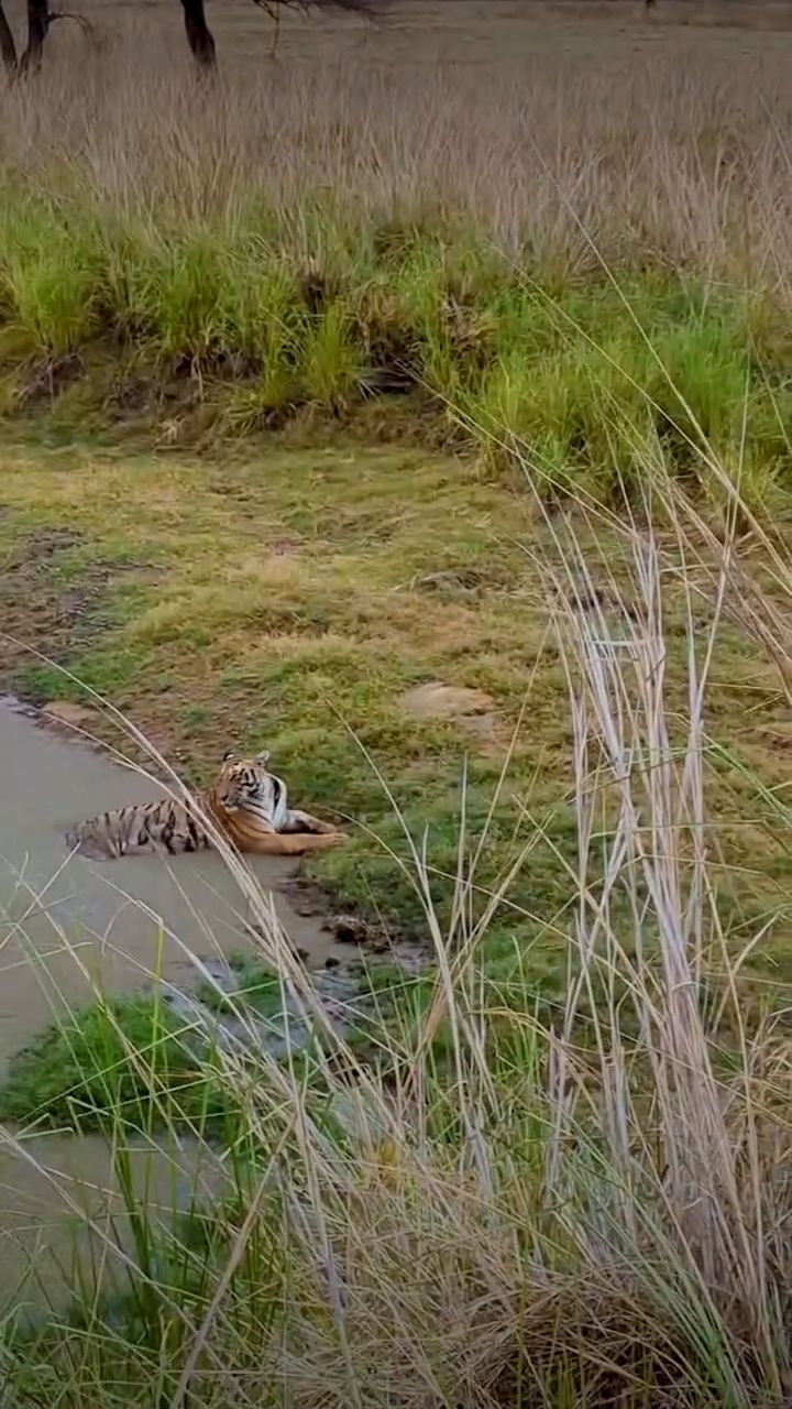 Sometimes, Satpura makes you wait.
But when it shows up, it shows up.
Here’s your reminder to slow down and stay curious.
#satpura #tigersighting #indianjungles #waitforit #wildandfree #forsythlodge #monsoonmagic #naturelovers #junglelife #rewildyourself