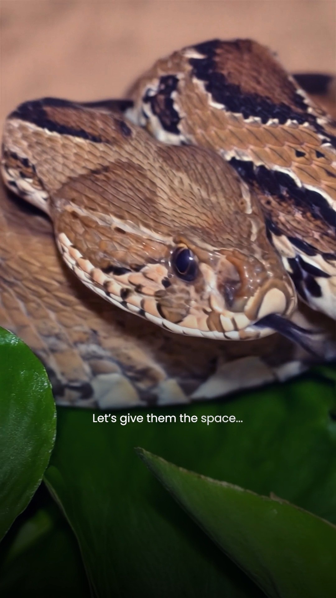 Happy World Snake Day 🐍
Silently vital, often misunderstood- snakes play an essential role in keeping our ecosystems in balance.
Today is a reminder to replace fear with respect and give these creatures the space they deserve.
#worldsnakeday #snakesofindia #conservation #forsythlodge
