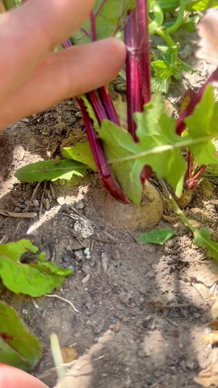 Does it get any fresher?
@patberries
#beets #vegetables #montana