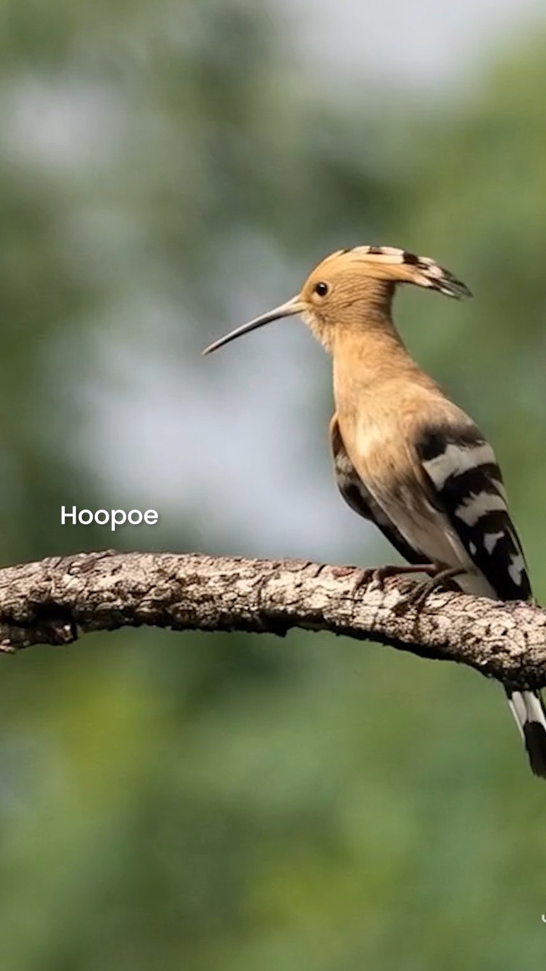 In Satpura, freedom isn’t an idea- it’s a way of life.
It’s in the call of a hornbill, the glide of an eagle, the flutter of a sunbird at first light.
May we always protect the skies they call home, and the wild spaces that keep them free.
Happy Independence Day.
#forsythlodge #satpura #independenceday #wildindia #birdsofsatpura #freedomtoroam #naturefreedom #satpuranationalpark