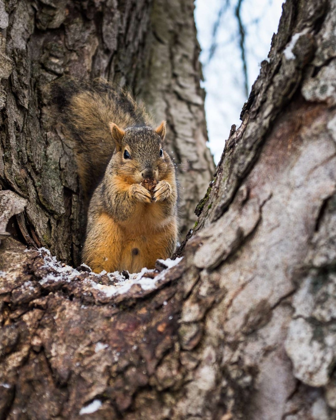 An appreciation post for everyone's favorite campus celebrities... the squirrels. What is your best squirrel memory? 🐿️💛
#NationalSquirrelDay #UIdaho