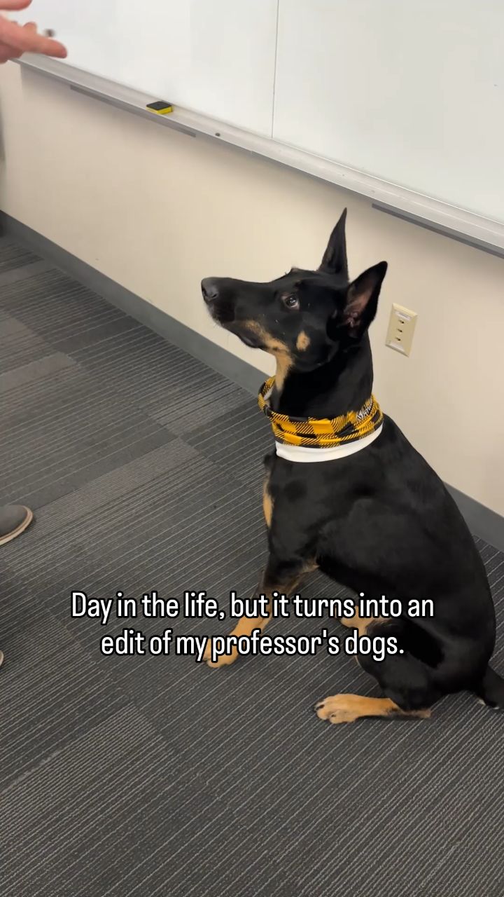 Looks like these puppies are teaching class today. 🐾
#NationalPuppyDay